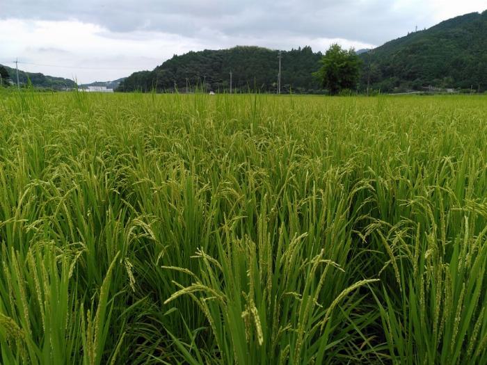 A green, well developed rice field takes up the bottom two thirds of the shot with a large hill and blue sky filling the rest.  semi-visible are the ears (?) of the rice plants in the foreground.