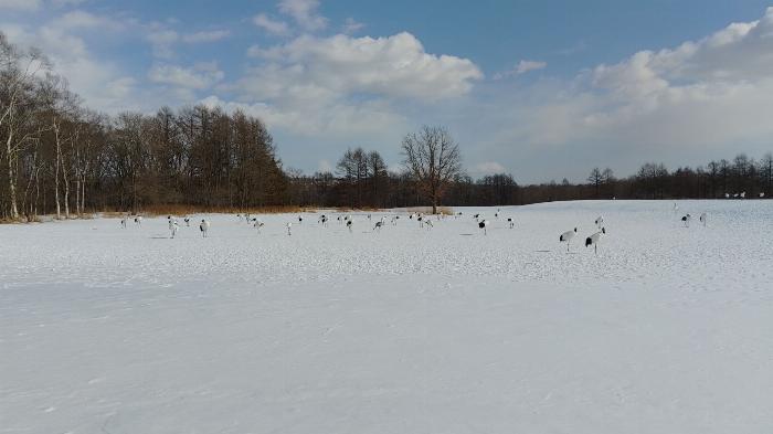 a snowy scene with blue skies and many Japanese cranes wandering about a protected park
