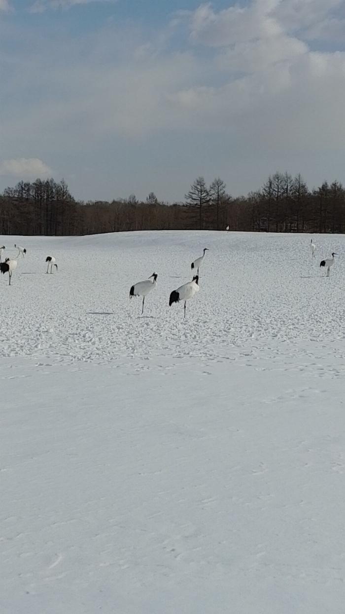 slightly zoomed in photo of more Japanese cranes in the snow