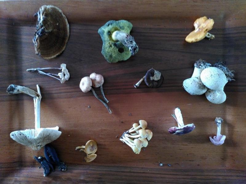 A brown wooden tray with 13 different mushrooms of a variety of shapes, sizes and colours.. mostly unidentified as of yet.
