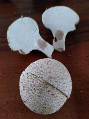 Possibly common puffball mushrooms, dissected, one with two halves of cap together in a ball shape and the other apart showing the inside of the mushroom and stalk.  the background is a darkish brown wooden tray.