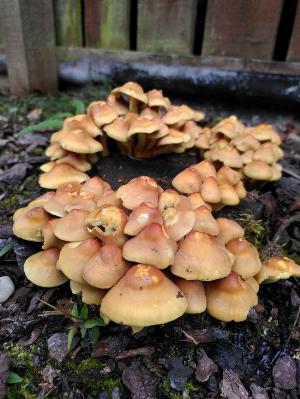 A ring of clustered, yellow mushrooms growing around the top of a tree trunk.