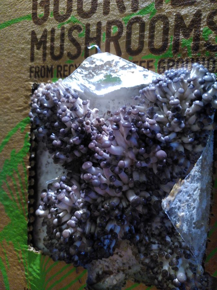 A brown and green cardboard box hosts an abundance (possibly in excess of 100) of tiny little mushrooms with white stalks and grey caps.