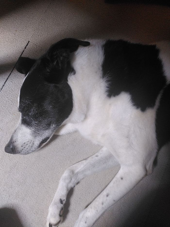グレーのタイルカーペットの床の上で眠っている白黒の犬の頭と肩。