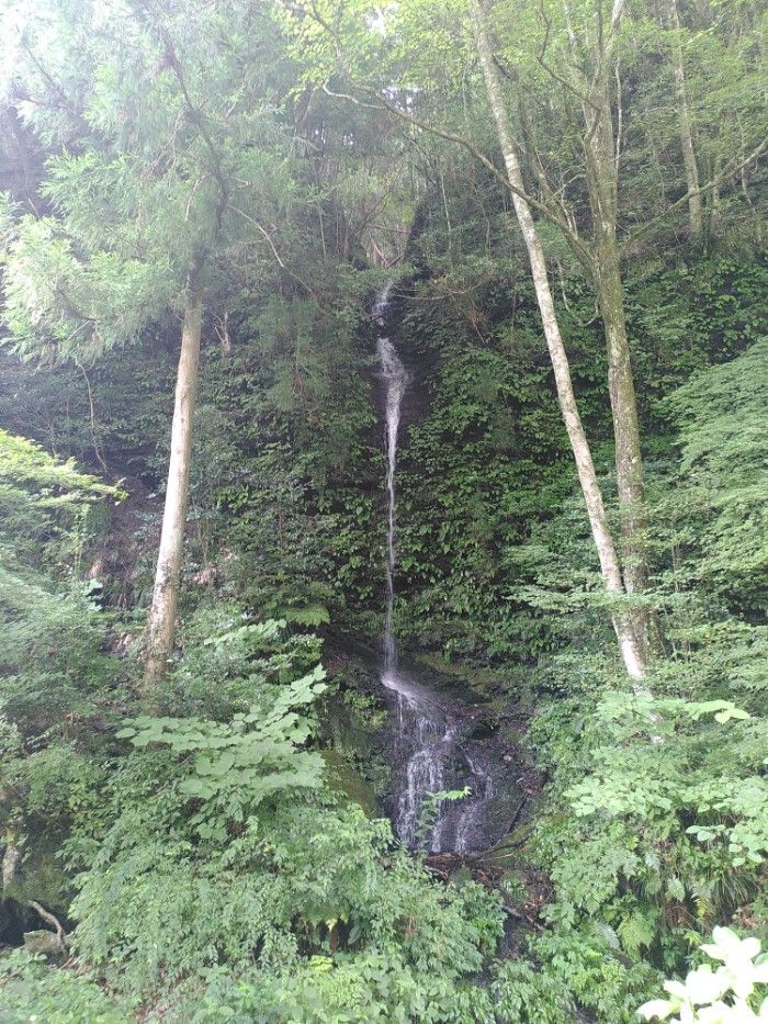 A small waterfall pours out of the side of a hill framed by thin trunked trees.