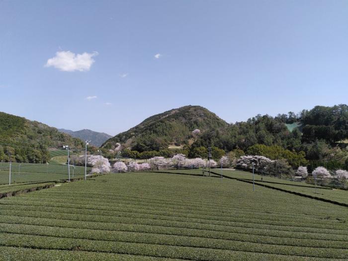 photo overlooking a slew of green tea fields and a pond (barely visible) surrounded by cherry blossom tread.  there is barely a cloud in the blue skies above.
