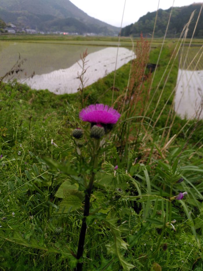 a solitary thistle in bloom sits comfortably amongst other wild foliage with a backdrop of water-logged rice fields.