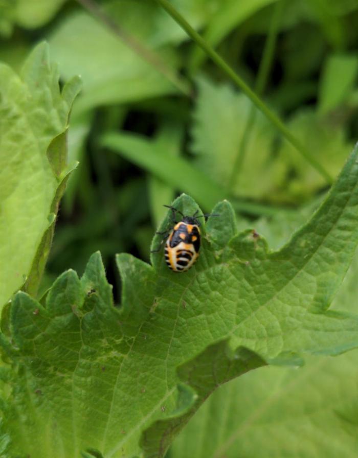 Yellow, black and white beetle-like insect on a green shiso leaf 