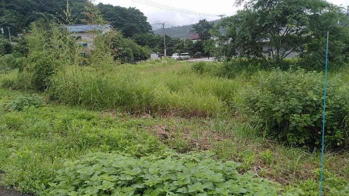 Before picture of a plot of land covered in wild foliage. 