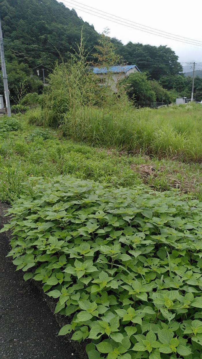 野生の葉に覆われた土地の前の写真。
