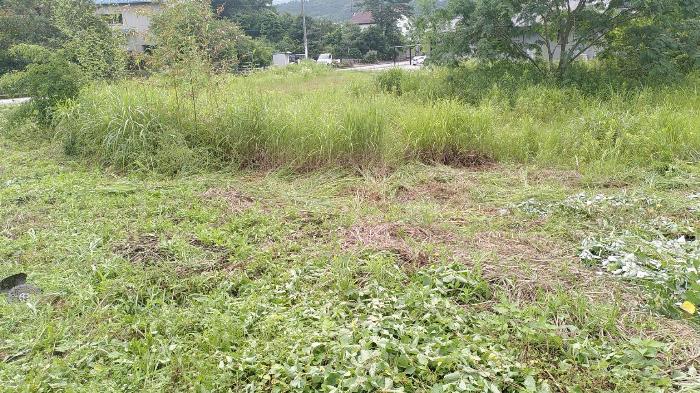 野生の葉に覆われた土地の写真。