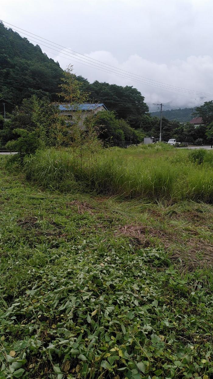 野生の葉に覆われた土地の写真。