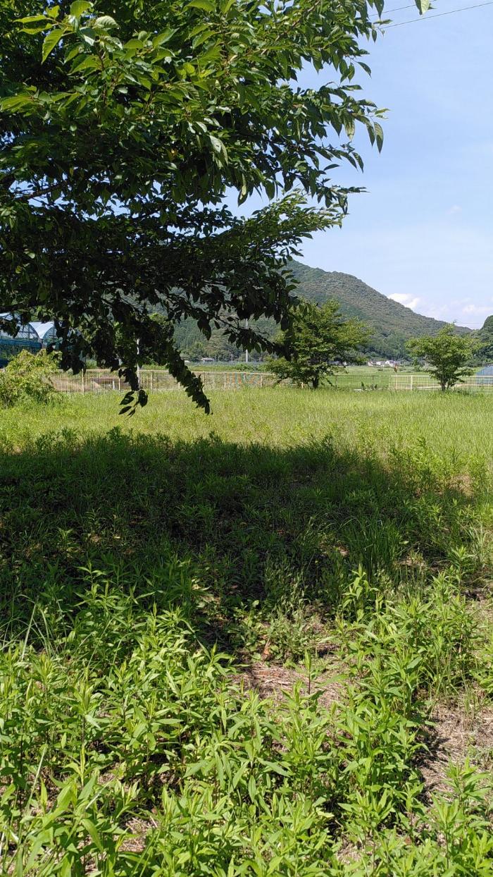 手前にも木がある。 手前にも木がある。