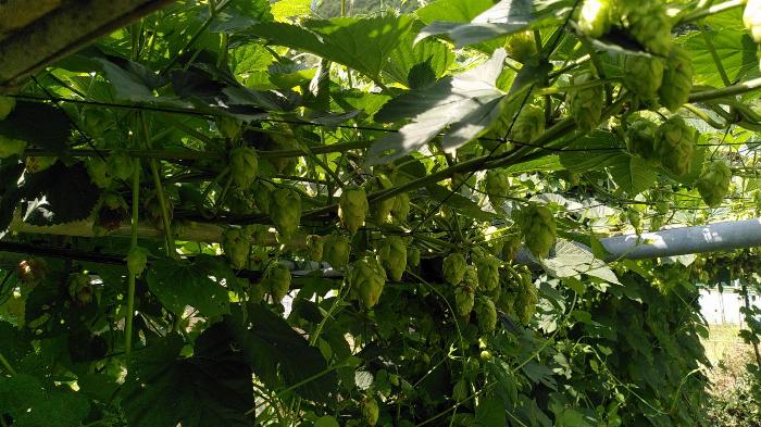 a shaded view from below a number of hop plants with some buds in view.