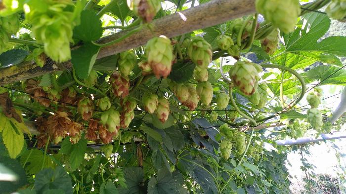 green hops turning brown on their vines.