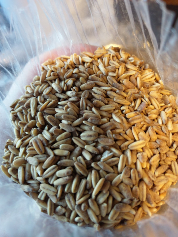 A close up of some small kernel unmilled oats